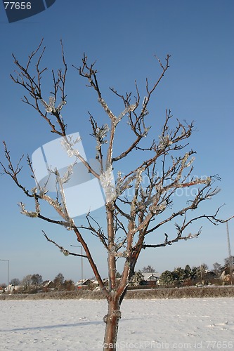 Image of winter tree