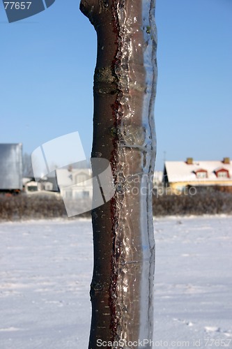 Image of winter tree