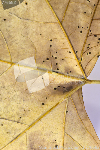 Image of Leaf dry