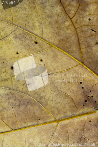 Image of Leaf dry