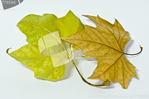 Image of Dry leaves on a white background