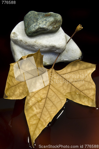 Image of Dried leaf and stone