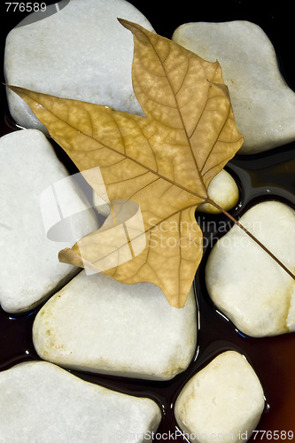 Image of Dried leaf and stone