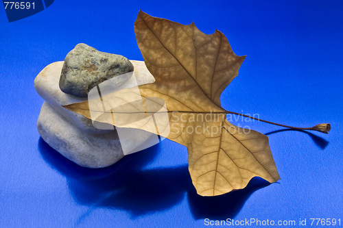 Image of Dried leaf and stone