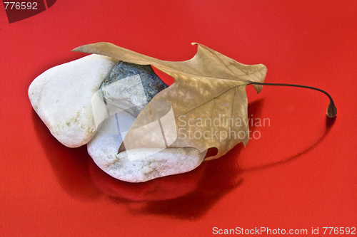 Image of Dried leaf and stone