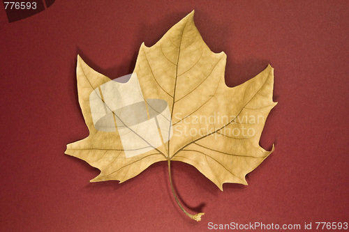 Image of Leaf dry