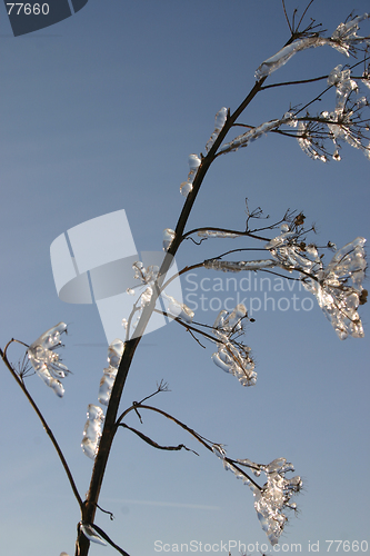 Image of winter