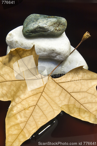 Image of Dried leaf and stone