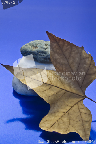 Image of Dried leaf and stone