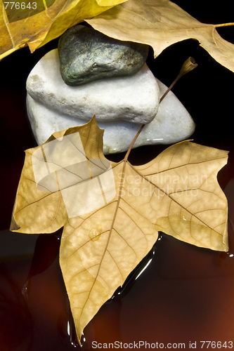 Image of Dried leaf and stone