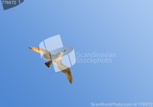 Image of Flying seagull