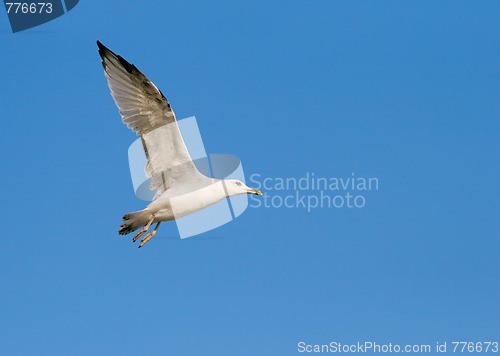 Image of Flying seagull