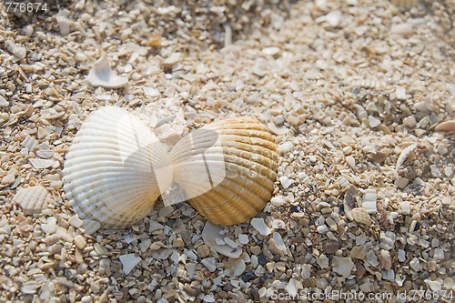 Image of Two seashells kissing