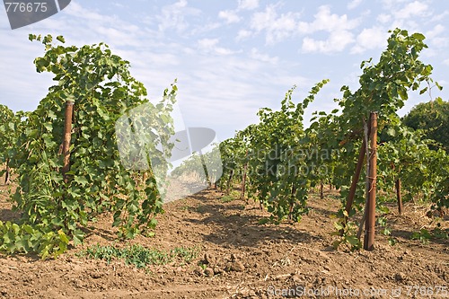 Image of Vineyard