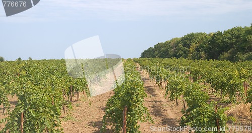 Image of Vineyard