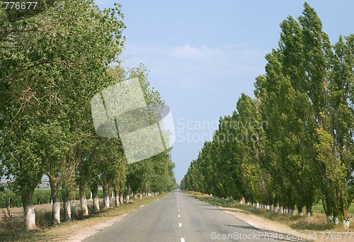 Image of Road with trees