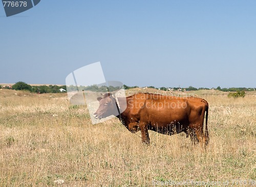 Image of Brown cow