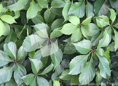 Image of Ivy texture