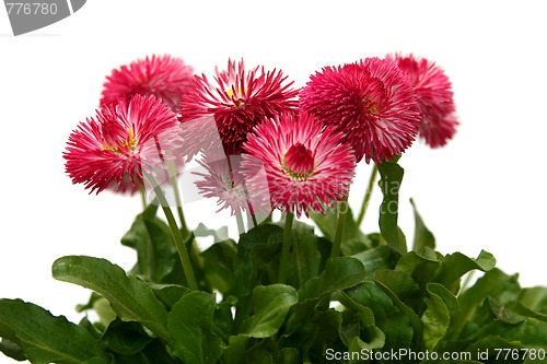 Image of Daisies