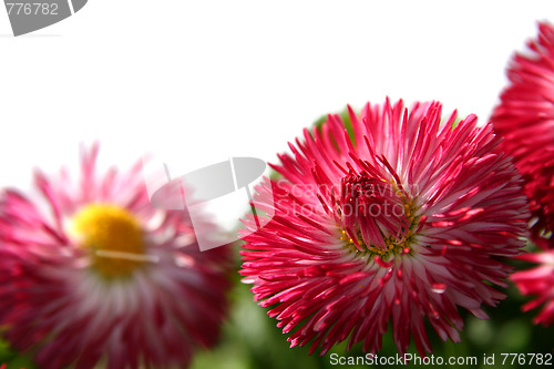 Image of Daisies