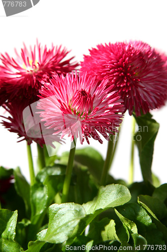 Image of Daisies