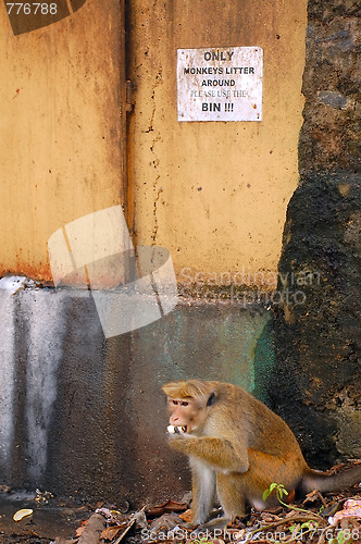 Image of Monkey On The Garbage Pile