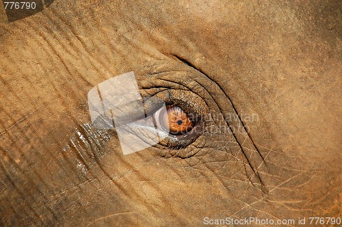 Image of Baby Elephant's Crying Eye