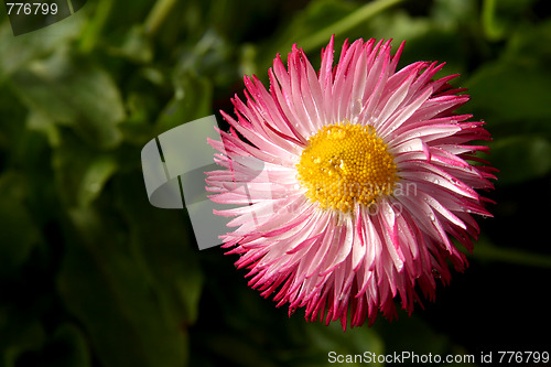 Image of Daisies