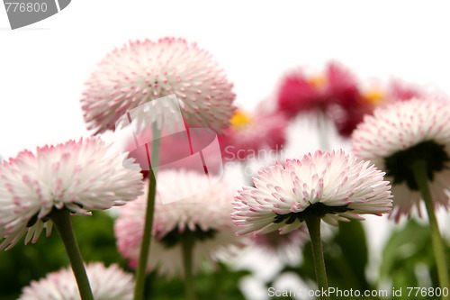 Image of Daisies