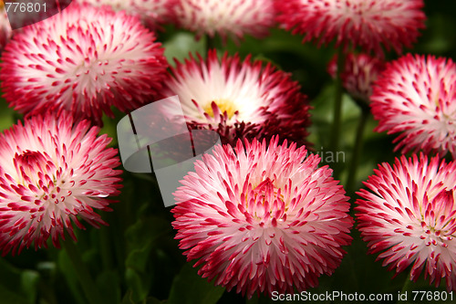 Image of Daisies