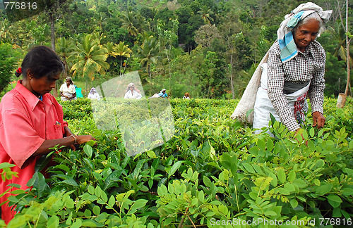 Image of Women Tea Pickers