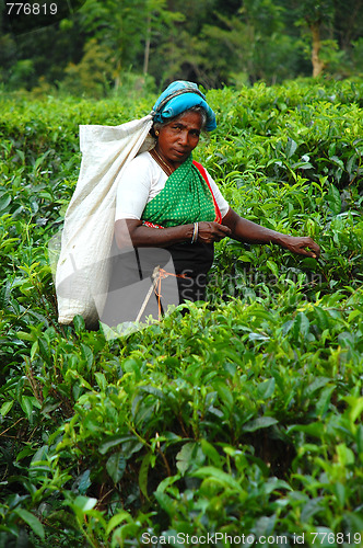 Image of Tea Picker At The Plantation