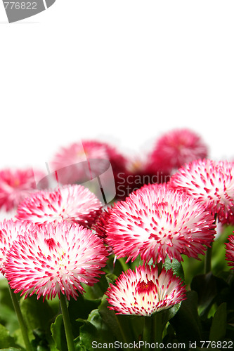 Image of Daisies