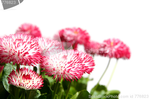 Image of Daisies