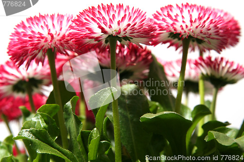 Image of Daisies