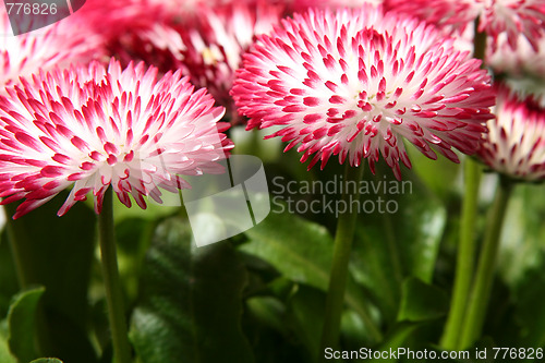 Image of Daisies