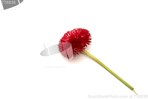 Image of Daisies
