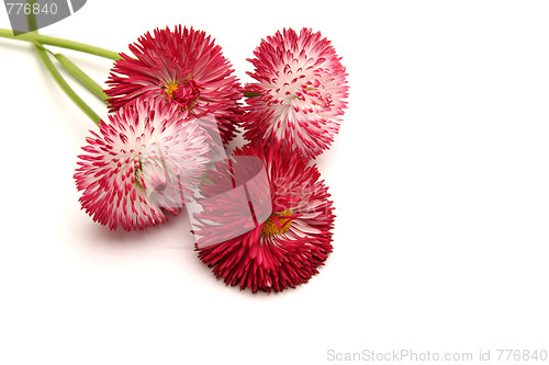 Image of Daisies