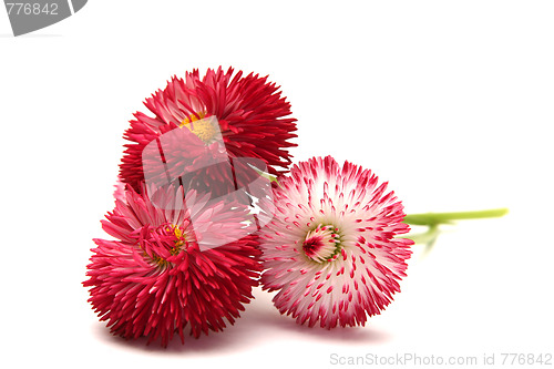 Image of Daisies