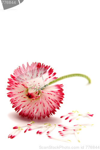 Image of Daisies