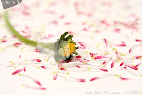 Image of Daisies