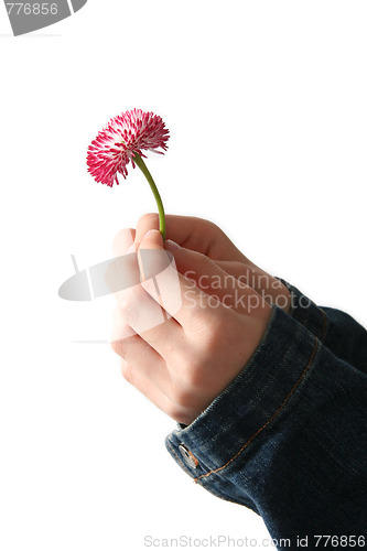 Image of Daisy