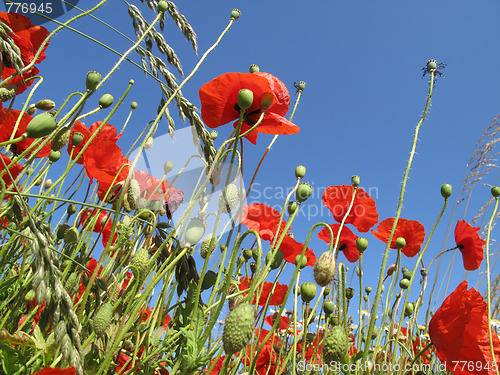 Image of Summer in Denmark