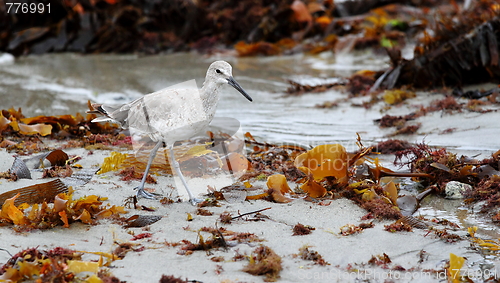 Image of sandpiper