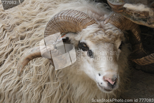 Image of sheep