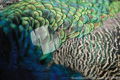 Image of feather texture