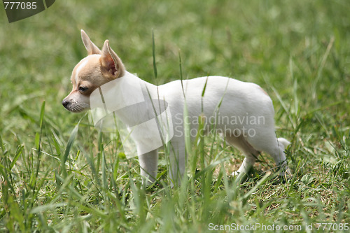 Image of small chihuahua