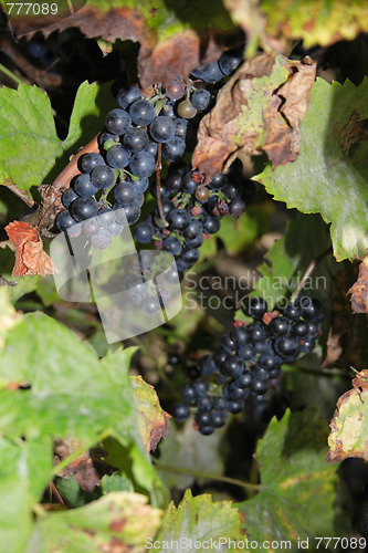 Image of red grapes