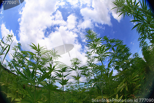 Image of marijuana field