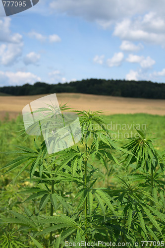 Image of marijuana field